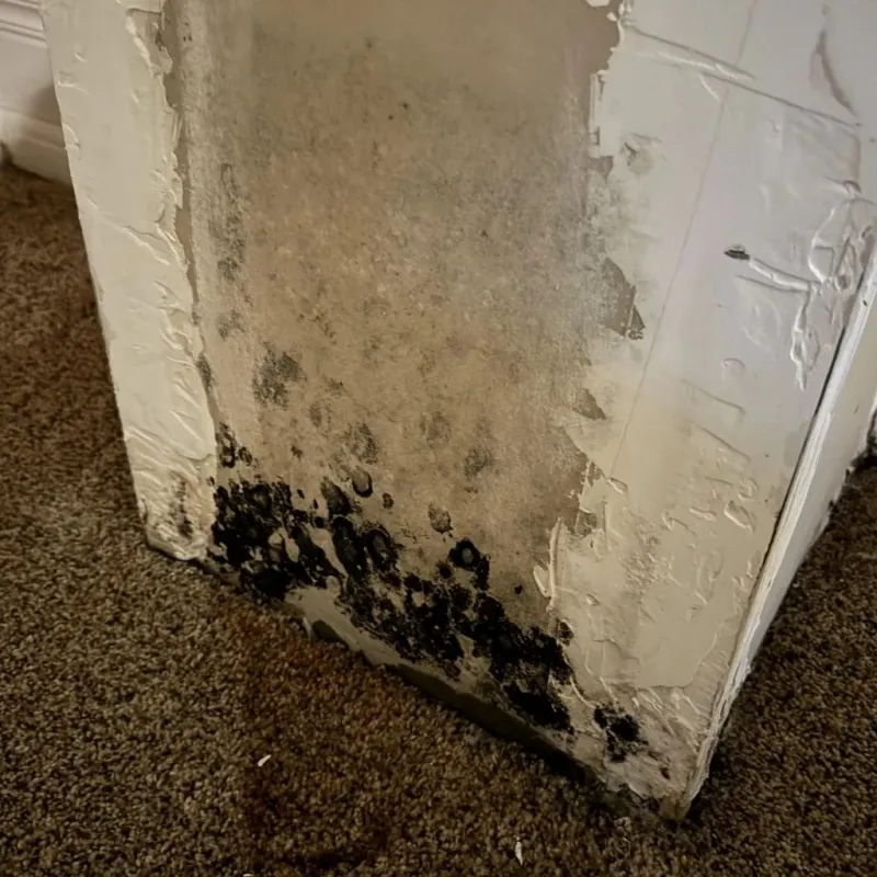Professional Mold Removal in Pottawatomie County, OK
